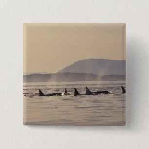N.A., USA, Washington, San Juan Islands Orca Pinback Button