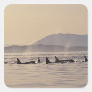 N.A., USA, Washington, San Juan Islands Orca Square Sticker