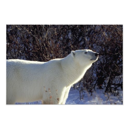 NA Canada Manitoba Churchill A polar bear Photo Print