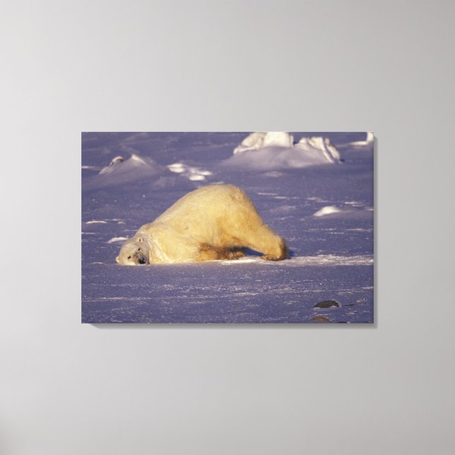 NA, Canada, Manitoba, Churchill, Polar bear Canvas Print (Front)