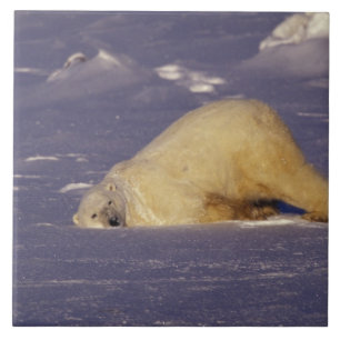 NA, Canada, Manitoba, Churchill, Polar bear Ceramic Tile