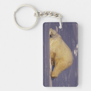 NA, Canada, Manitoba, Churchill, Polar bear Keychain