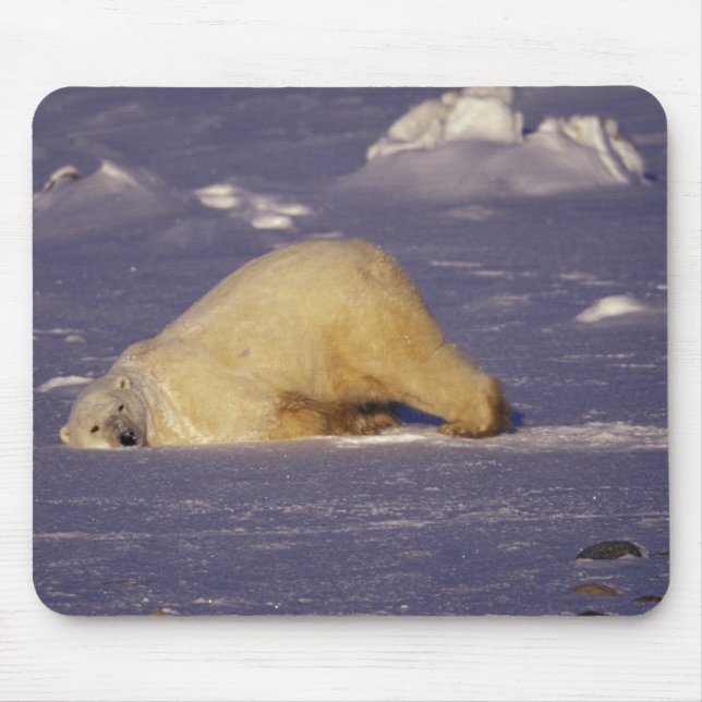NA, Canada, Manitoba, Churchill, Polar bear Mouse Pad (Front)