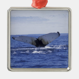 NA, Canada, Newfoundland, Trinity Bay. Humpback Metal Ornament