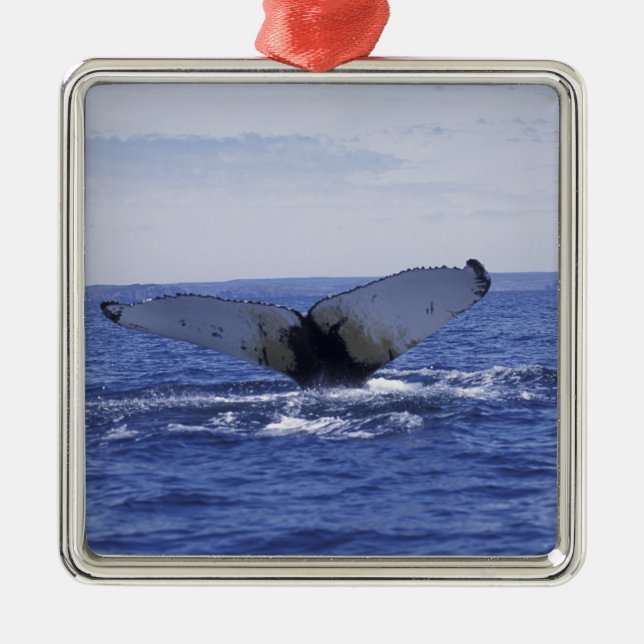 NA, Canada, Newfoundland, Trinity Bay. Humpback Metal Ornament (Front)
