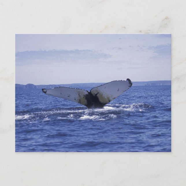 NA, Canada, Newfoundland, Trinity Bay. Humpback Postcard (Front)