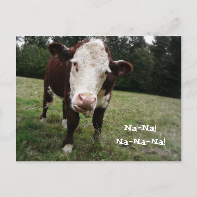 Na Na! Funny Cow Sticks Out Tongue Postcard (Front)