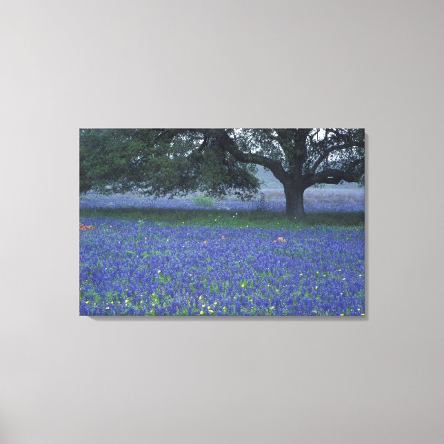 NA, Texas, Devine, Oak and blue bonnets Canvas Print (Front)