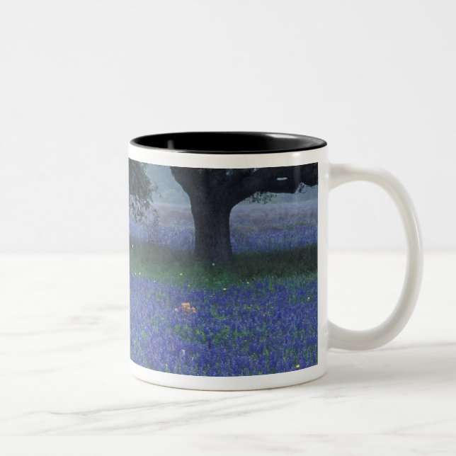 NA, Texas, Devine, Oak and blue bonnets Two-Tone Coffee Mug (Right)