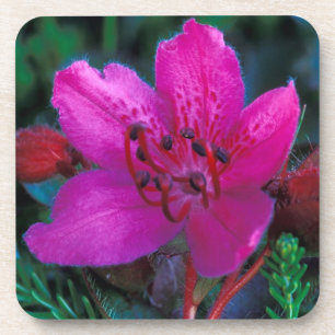 NA, USA, Alaska, Aleutian Islands, Wildflowers Beverage Coaster