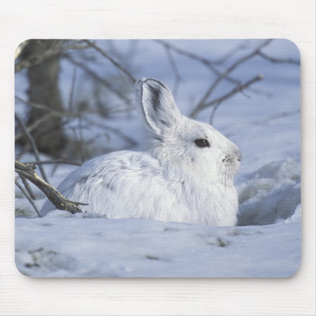 NA, USA, Alaska. Arctic National Wildlife Mouse Pad (Front)