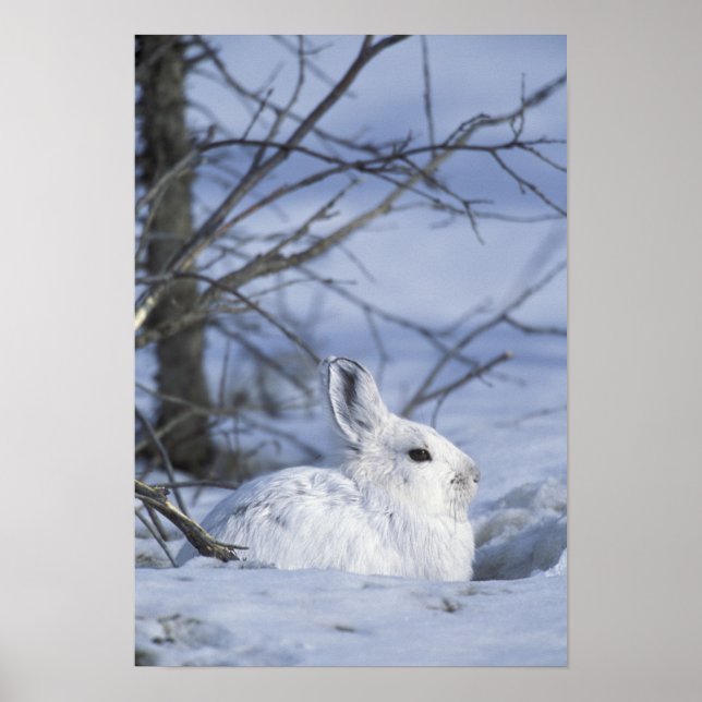 NA, USA, Alaska. Arctic National Wildlife Poster (Front)