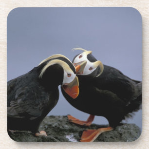 NA, USA, Alaska, Bering Sea, Pribilofs. Tufted Drink Coaster