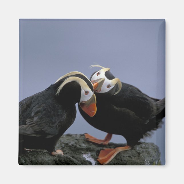 NA, USA, Alaska, Bering Sea, Pribilofs. Tufted Magnet (Front)