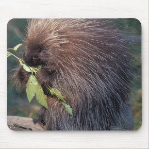 NA, USA, Alaska, Captive porcupine Mouse Pad