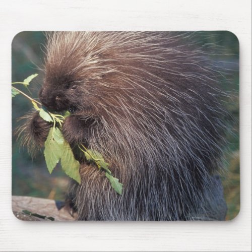 NA USA Alaska Captive porcupine Mouse Pad