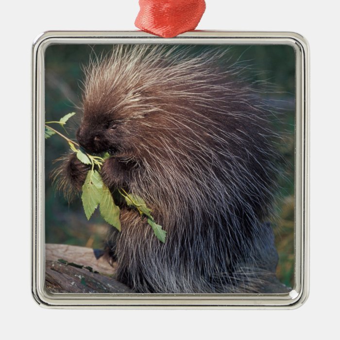 NA, USA, Alaska, Captive porcupine Christmas Tree Ornaments