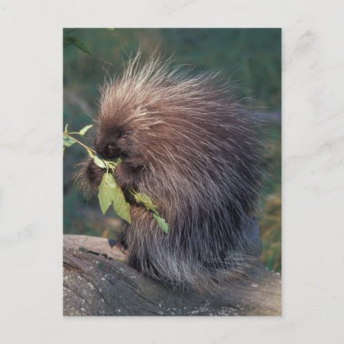 NA USA Alaska Captive porcupine Postcard