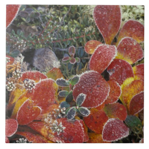 NA, USA, Alaska. Denali National Park. Bearberry 2 Tile