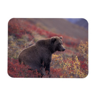 NA, USA, Alaska, Denali NP. A female grizzly Magnet