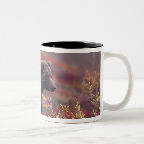 NA USA Alaska Denali NP A female grizzly Two_Tone Coffee Mug