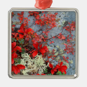 NA, USA, Alaska, Denali NP, Bear berry and Metal Ornament