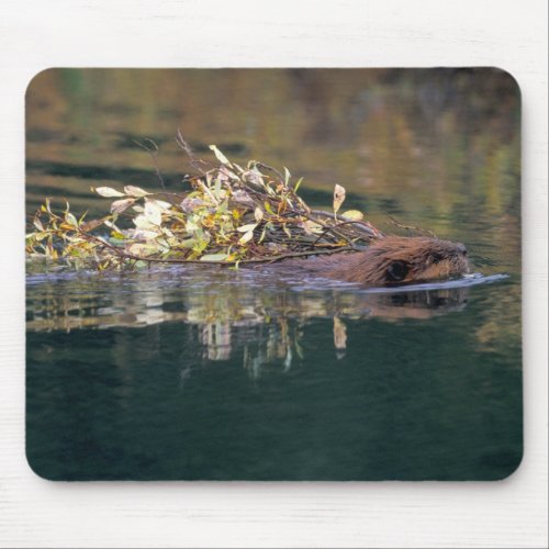 NA USA Alaska Denali NP Beaver collecting Mouse Pad