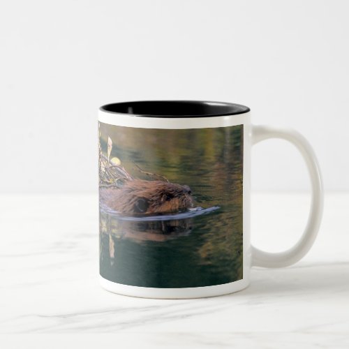 NA USA Alaska Denali NP Beaver collecting Two_Tone Coffee Mug