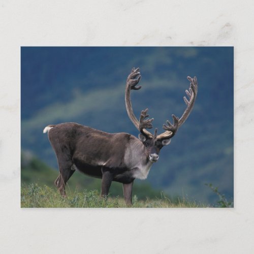 NA USA Alaska Denali NP Bull caribou 2 Postcard