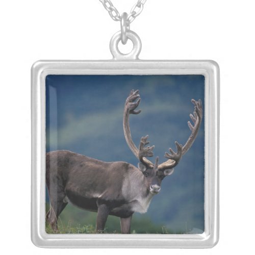 NA USA Alaska Denali NP Bull caribou 2 Silver Plated Necklace