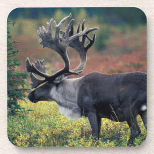 NA, USA, Alaska, Denali NP, Bull caribou 3 Beverage Coaster