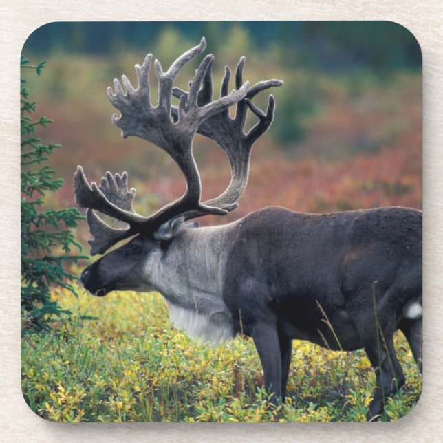 NA, USA, Alaska, Denali NP, Bull caribou 3 Beverage Coaster (Front)
