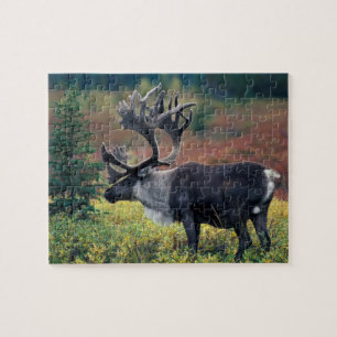 NA, USA, Alaska, Denali NP, Bull caribou 3 Jigsaw Puzzle
