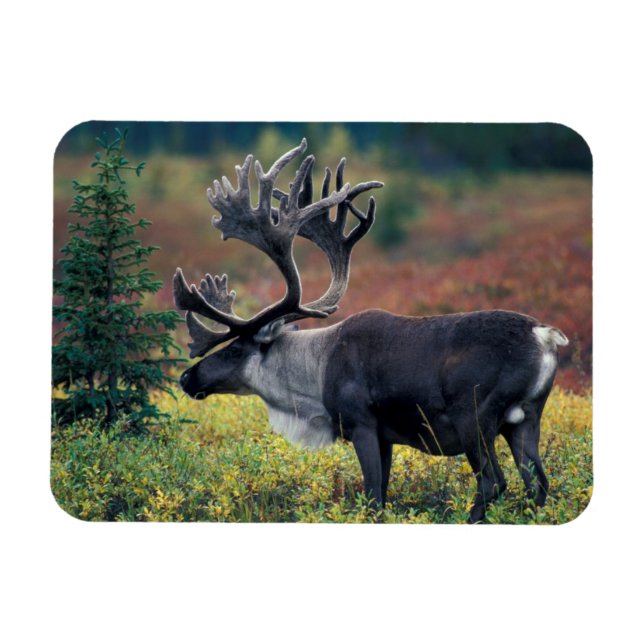 NA, USA, Alaska, Denali NP, Bull caribou 3 Magnet (Horizontal)