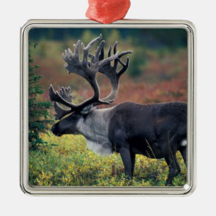 NA, USA, Alaska, Denali NP, Bull caribou 3 Metal Ornament