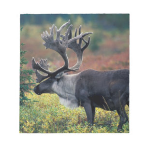 NA, USA, Alaska, Denali NP, Bull caribou 3 Notepad