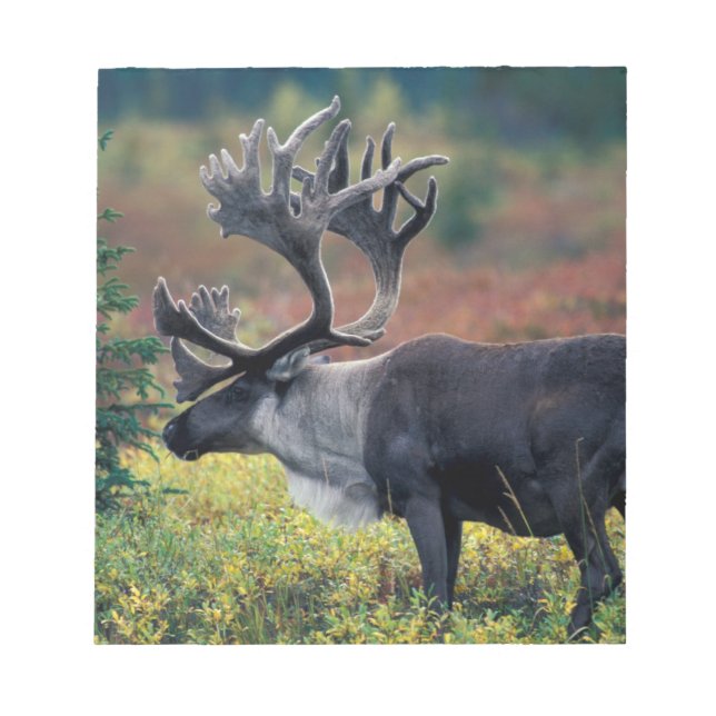 NA, USA, Alaska, Denali NP, Bull caribou 3 Notepad (Front)