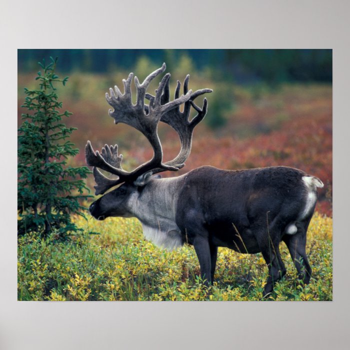 NA, USA, Alaska, Denali NP, Bull caribou 3 Poster