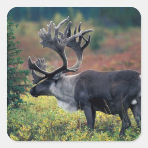 NA, USA, Alaska, Denali NP, Bull caribou 3 Square Sticker