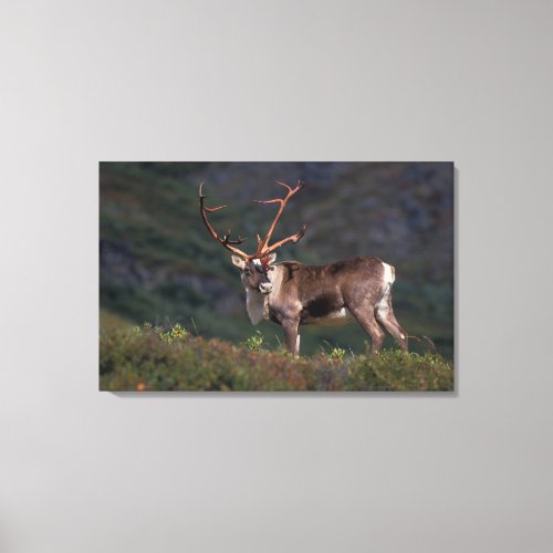 NA USA Alaska Denali NP Bull caribou Canvas Print