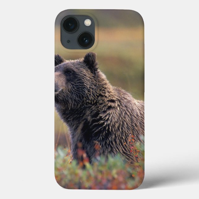 NA, USA, Alaska, Denali NP, Grizzly bear Case-Mate iPhone Case (Back)