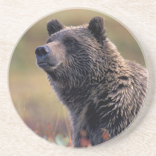 NA, USA, Alaska, Denali NP, Grizzly bear Drink Coaster (Front)