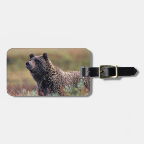 NA USA Alaska Denali NP Grizzly bear Luggage Tag