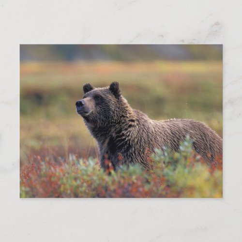 NA USA Alaska Denali NP Grizzly bear Postcard