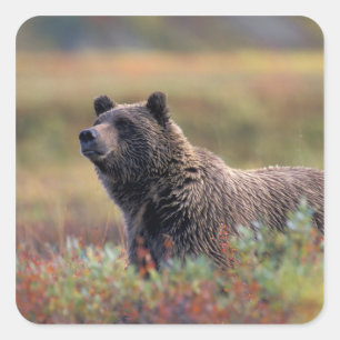 NA, USA, Alaska, Denali NP, Grizzly bear Square Sticker