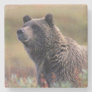 NA, USA, Alaska, Denali NP, Grizzly bear Stone Coaster