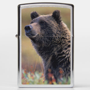 NA, USA, Alaska, Denali NP, Grizzly bear Zippo Lighter