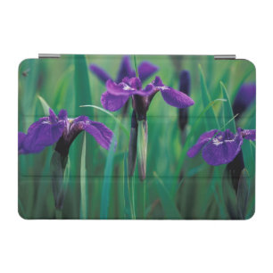NA, USA, Alaska, Knight Island, Wild iris iPad Mini Cover