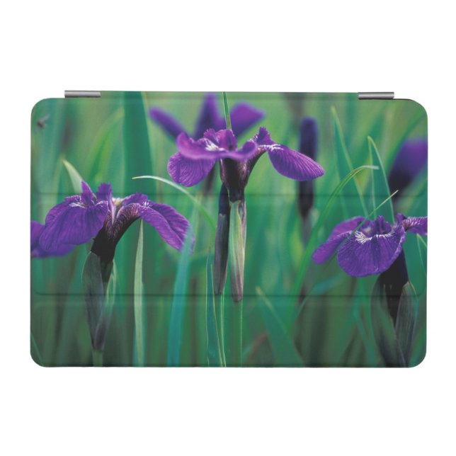 NA, USA, Alaska, Knight Island, Wild iris iPad Mini Cover (Horizontal)