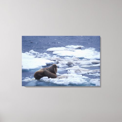NA USA Alaska Walrus and young on ice in Canvas Print
